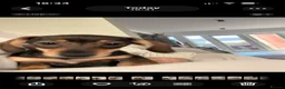 Miniature Dachshund dogs for sale: Last two beautiful mini dachshunds  - Advert 3