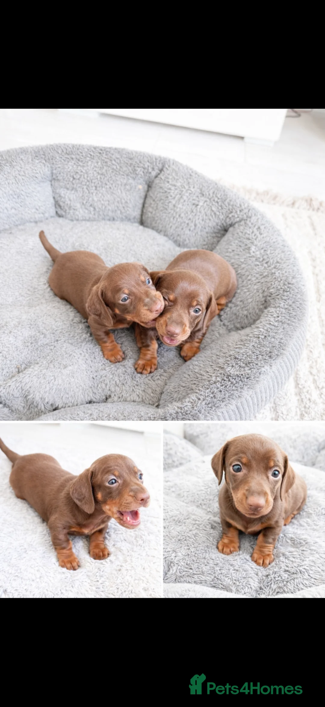 Miniature Dachshund dogs for sale: Miniature dachshund boys for sale  - Advert 2