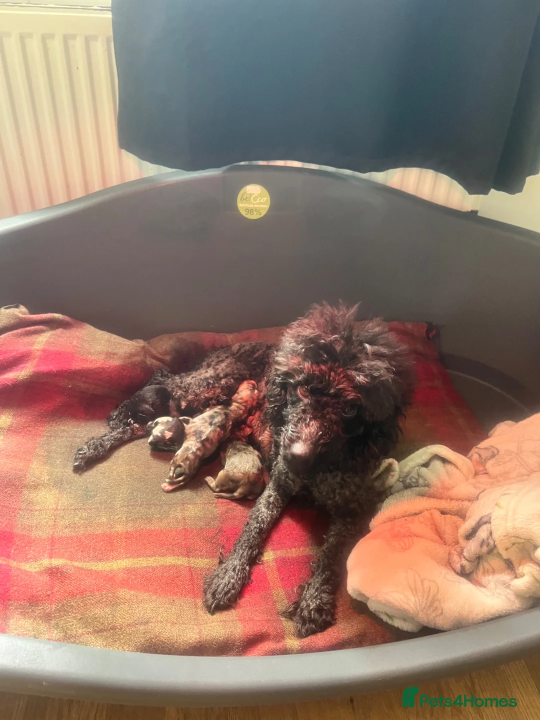 Cockapoo dogs for sale: Tri merle cockerpoos in Colne - Advert 1