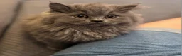 British Longhair cats for sale: British Longhair ACTIVE  - Advert 1