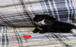 Mixed Breed cats for sale: Beautiful healthy kittens 😍😍 - Image 5