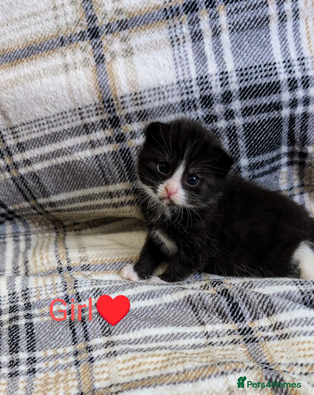 Mixed Breed cats for sale: Beautiful healthy kittens 😍😍 - Image 5