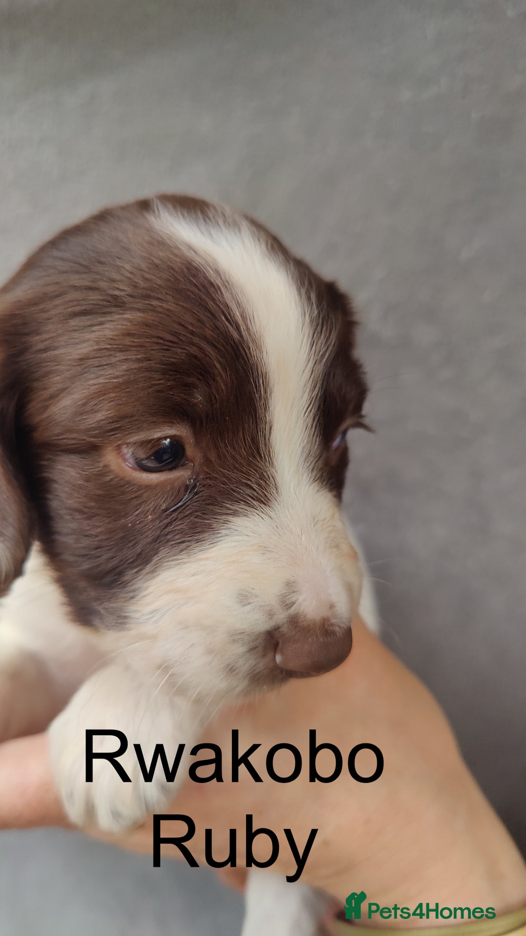 English Springer Spaniel dogs for sale: Highest Quality 8 DNA tested CLEAR KC reg puppies - Image 7