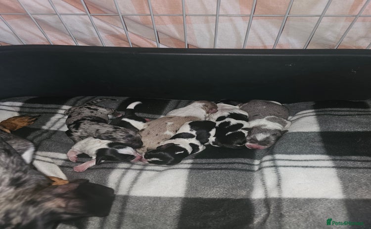 Mixed Breed dogs - Advert 12