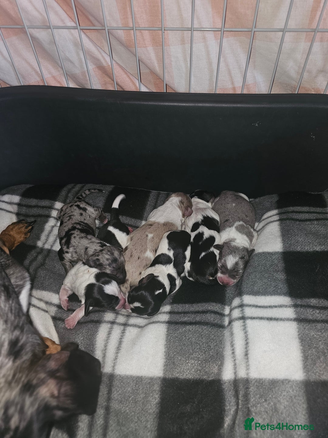 Mixed Breed dogs for sale: Dachshund x jack russell x shih-tzu pups - Image 1