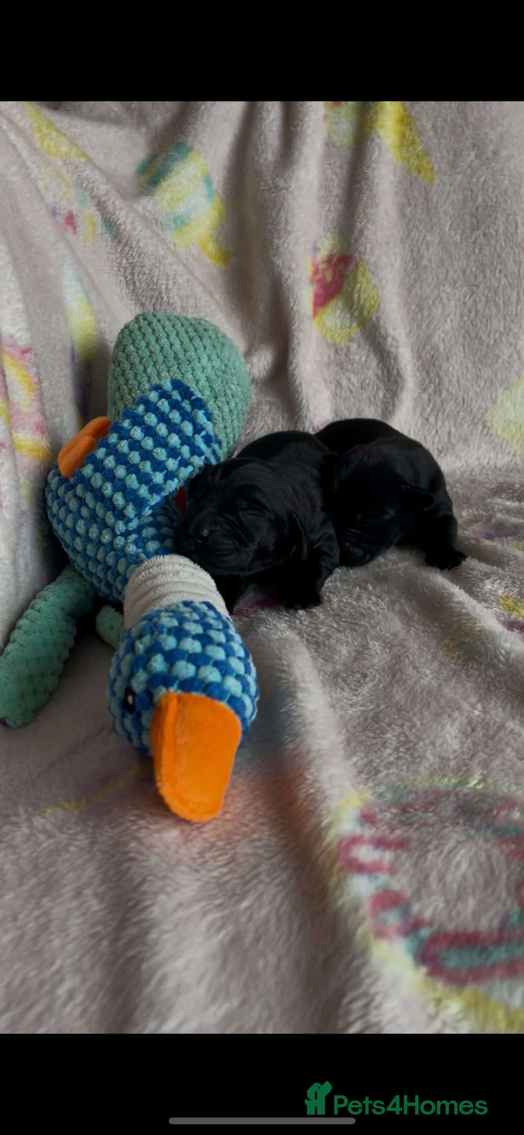 Labrador Retriever dogs for sale: Chunky Labrador pups, fully health tested parents  - Image 3