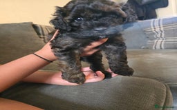 Cavapoo dogs for sale: Cavapoo puppies  - Image 13