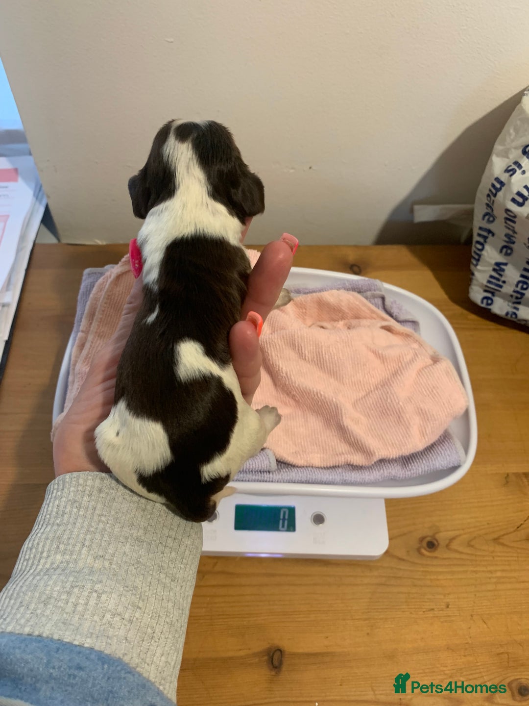 Cocker Spaniel dogs for sale: Beautiful show line cocker spaniel puppies  - Advert 36