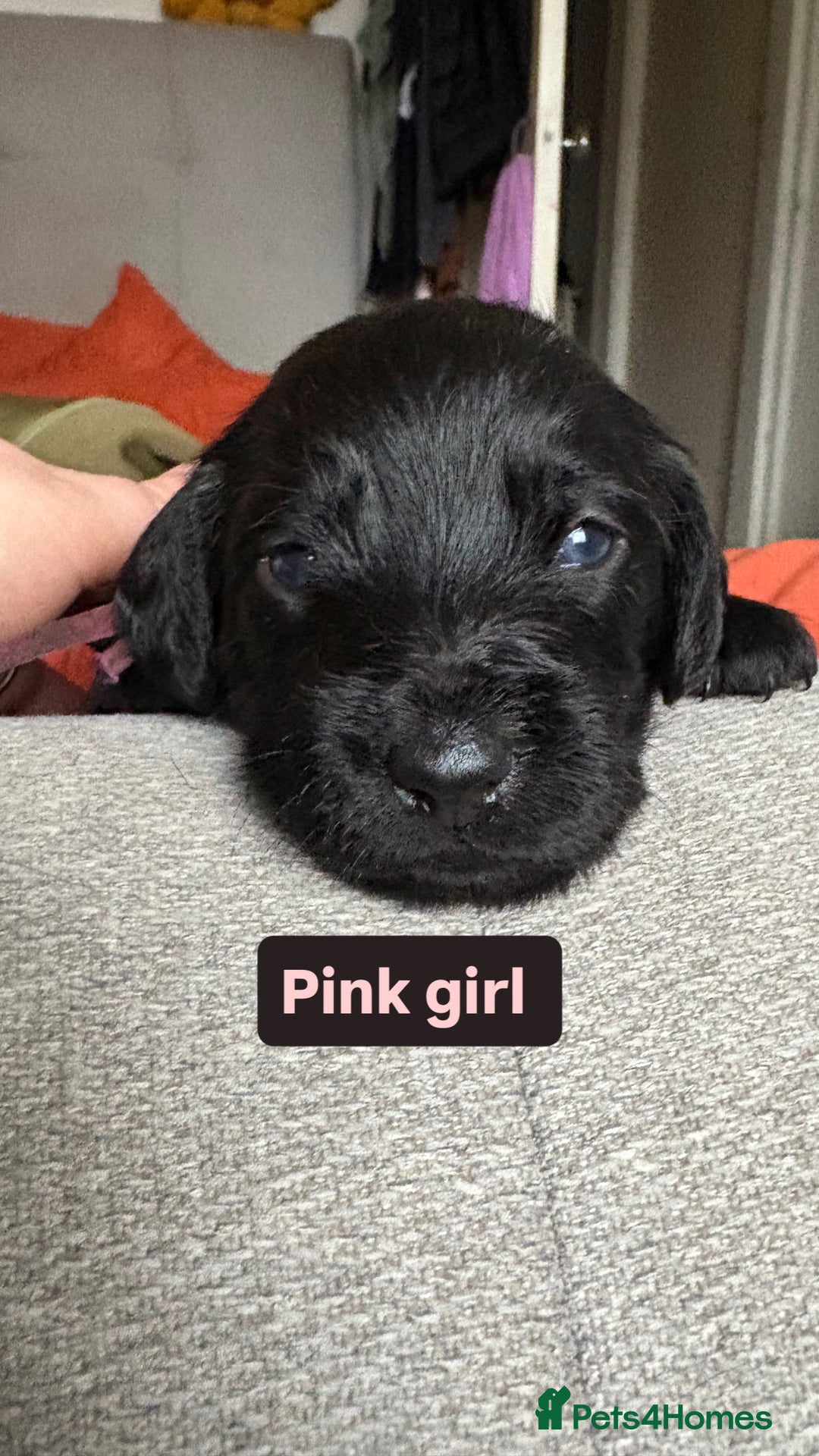Labradoodle dogs for sale: mini labradoodle mix / LAST 2 GIRLS READY NOW! - Advert 16
