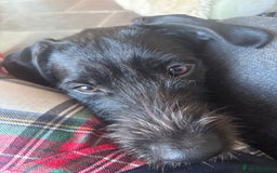 Mixed Breed dogs for adoption: 🐾 Meet Yukon – Your New Best Friend! 🐾 - Image 1