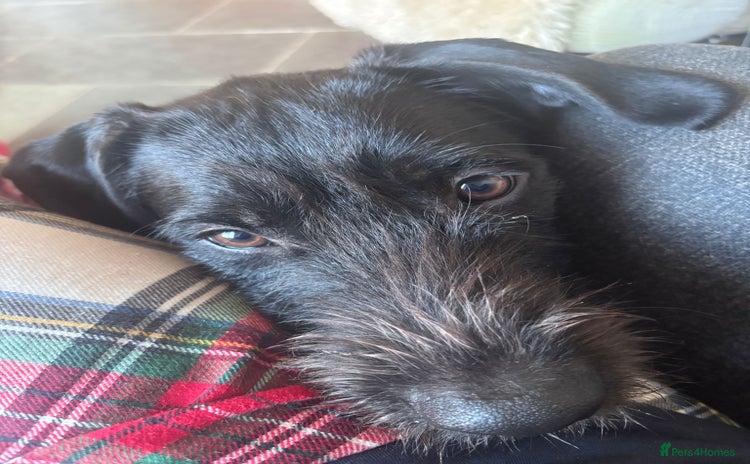 Mixed Breed dogs - Advert 1