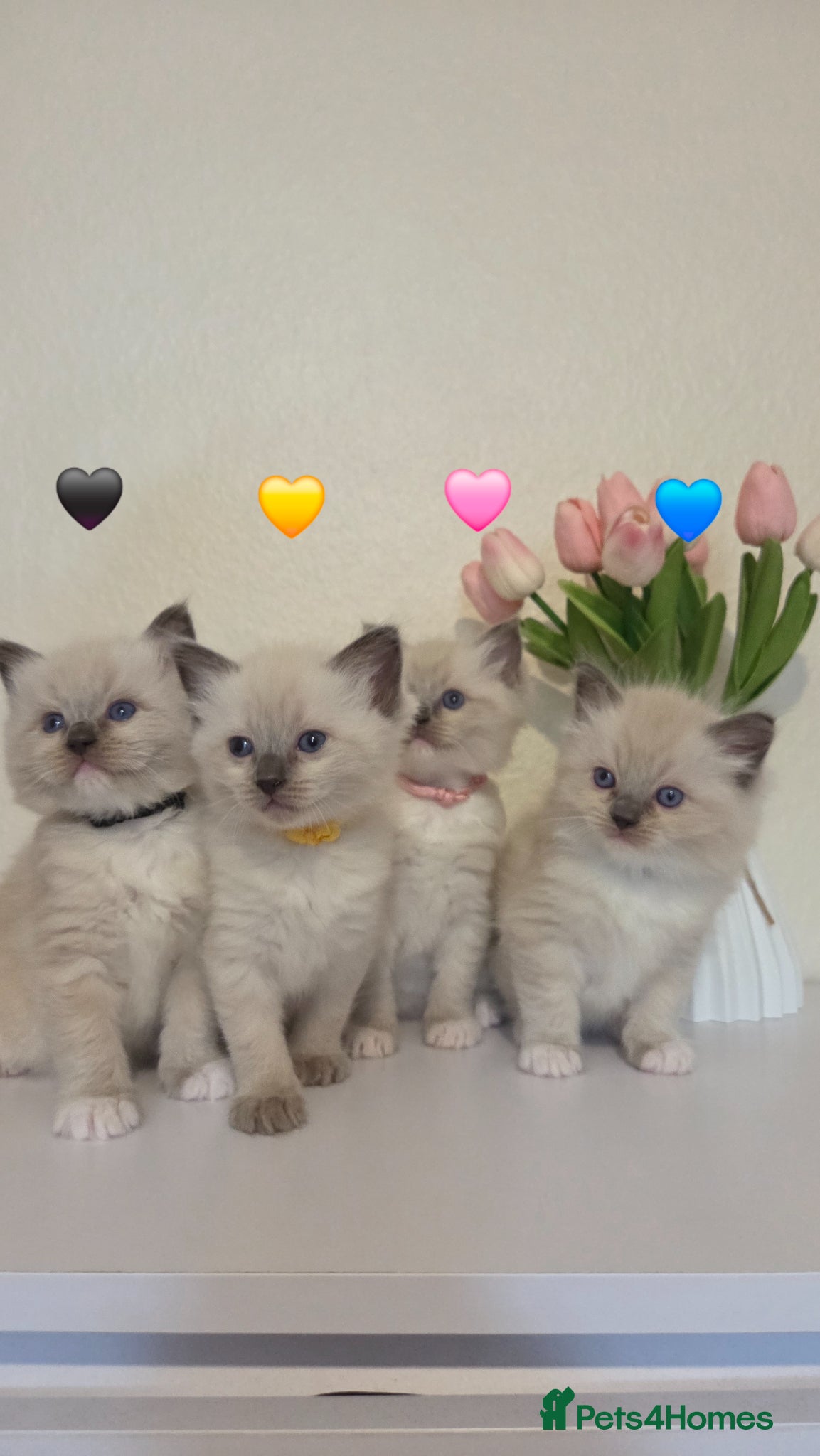 Ragdoll cats Fluffy Blue-Eyed Ragdoll Kittens - Advert 1