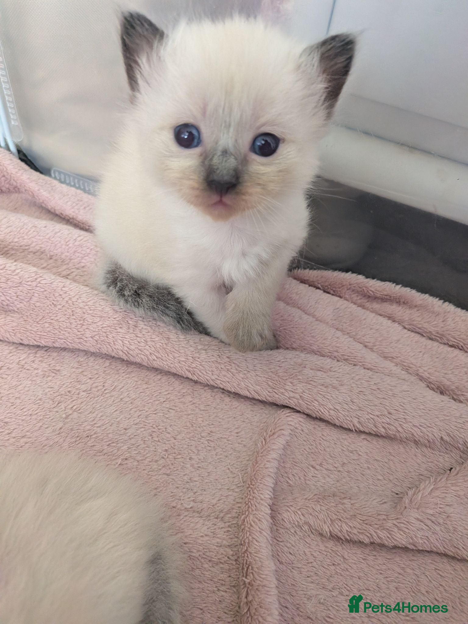Ragdoll cats ⭐3 beautiful seal point ragdolls 2 girls 1 boy  ⭐ - Advert 3