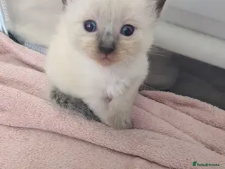 Ragdoll cats ⭐3 beautiful seal point ragdolls 2 girls 1 boy ⭐ - Advert 3