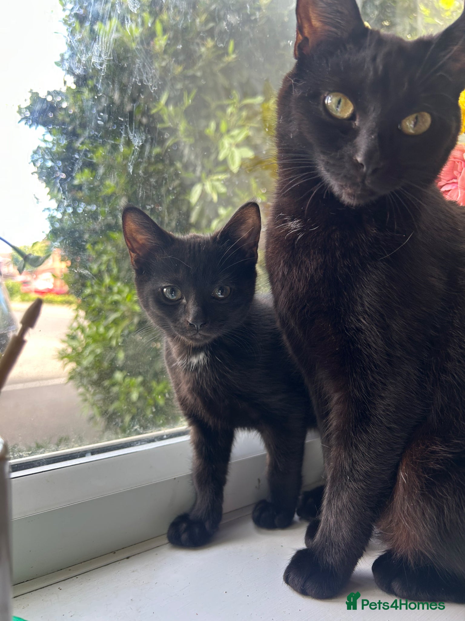 Mixed Breed cats for sale: Pretty black kitten for sale  - Advert 6
