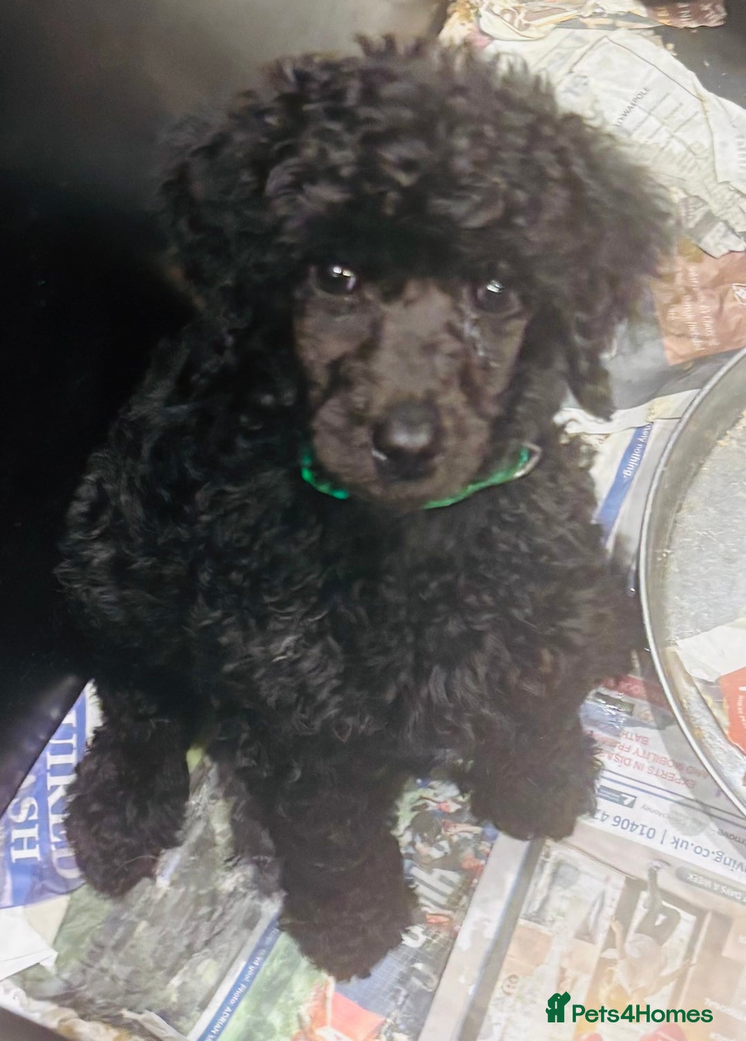 Standard Poodle dogs for sale: Kc registered standard poodles  - Advert 7