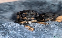 Toy Poodle dogs for sale: Phantom, black and tan and cream toy poodles  - Image 9