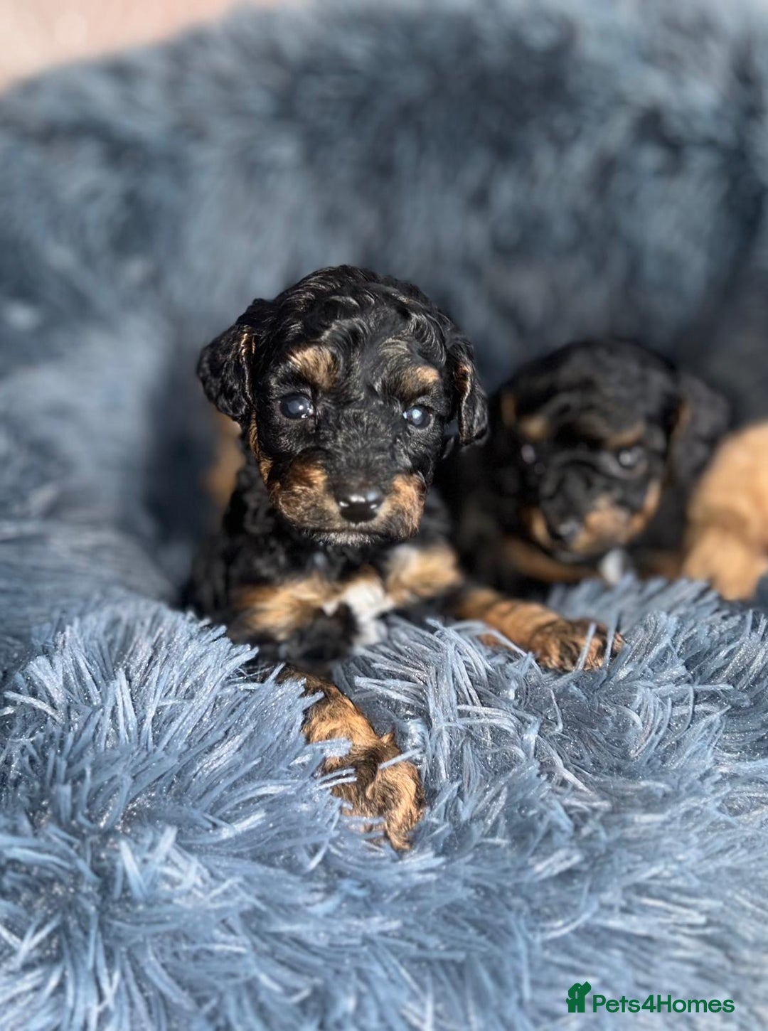 Toy Poodle dogs for sale: Phantom, black and tan and cream toy poodles  - Image 9