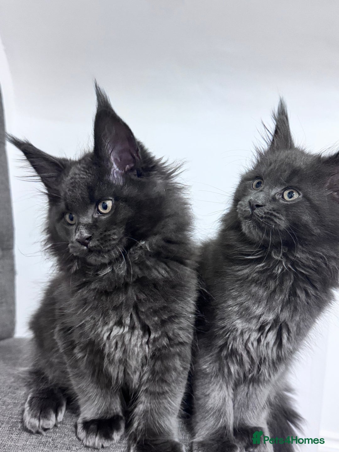 Maine Coon cats for sale: 3 Gorgeous Maine Coon Kittens – Fully Vet-Checked - Advert 6