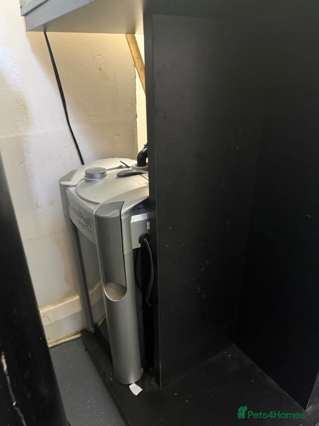 Fancy Goldfish fish for sale: Fish tank stand and 3 fish  in Brighton - Advert 2