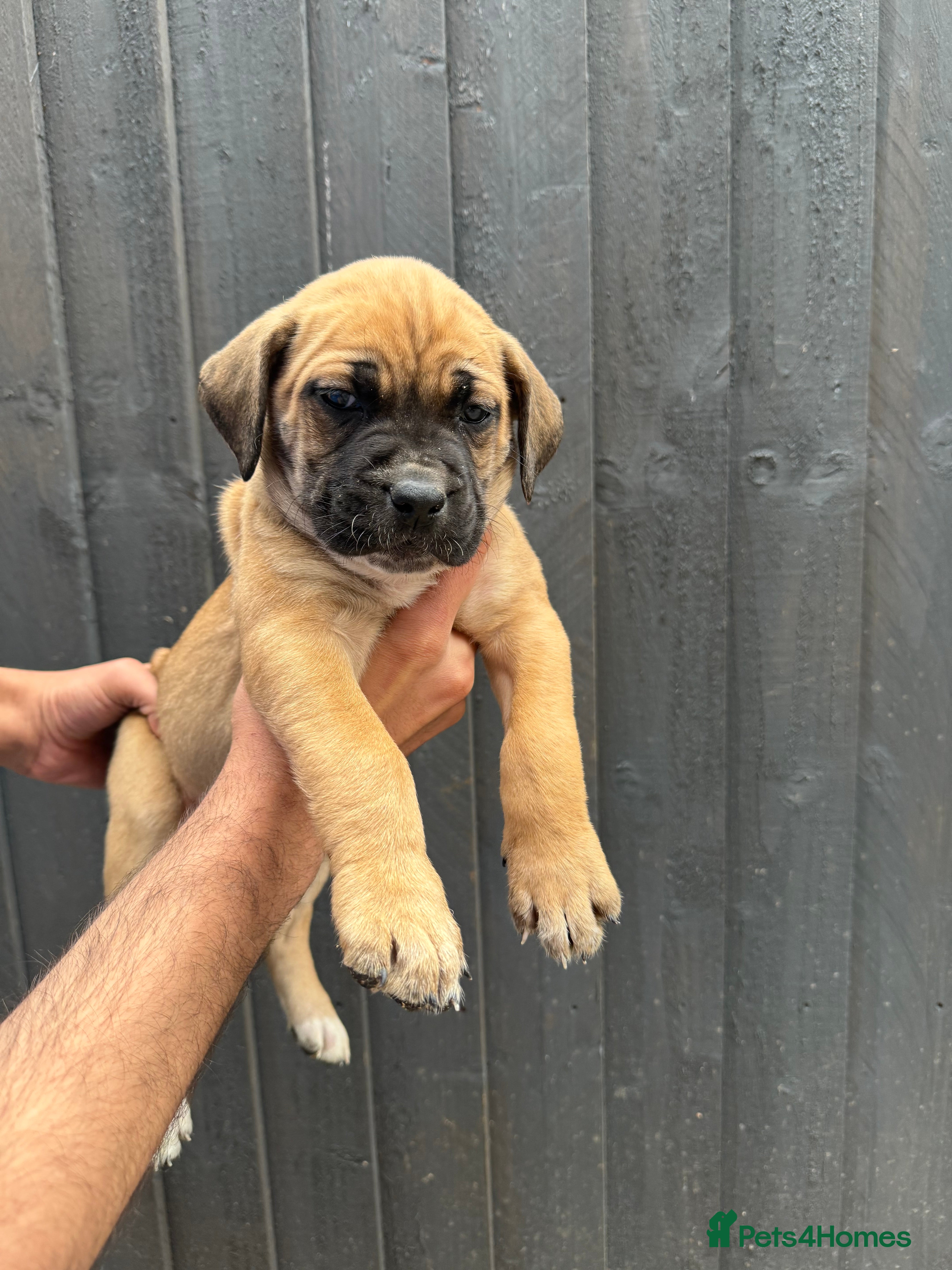 Presa Canario dogs  🏆 Champion Blood elite presa Canario pups!! - Advert 4