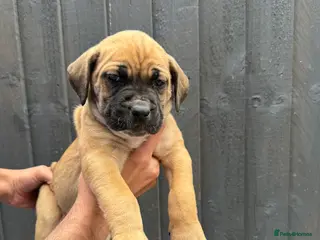 Presa Canario dogs 🏆 Champion Blood elite presa Canario pups!! - Advert 4