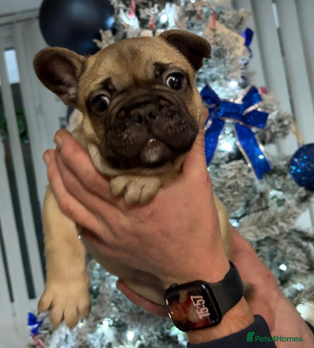 French Bulldog dogs for sale: French Bulldog Puppies PET PRICED  - Advert 23