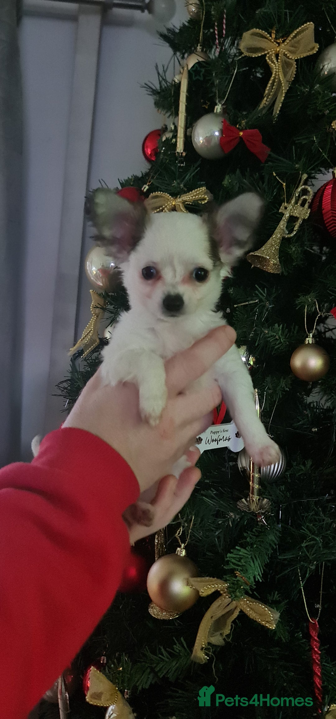 Chihuahua dogs for sale: Chihuahua for sale  - Advert 20