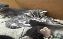 Russian Blue cats for sale: ✨RUSSIAN BLUE KITTEN FOR SALE  - Image 15