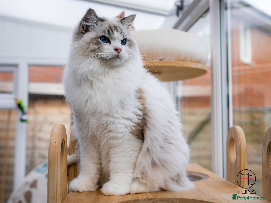 Ragdoll cats for sale: Rare colour GCCF kittens from Champion lines - Image 14
