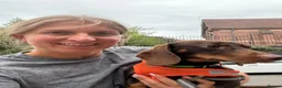 Dachshund dogs for adoption: 💙🐶 ALFIE – A CHOCOLATE BOY MADE FOR CUDDLES 🐶💙 - Advert 10