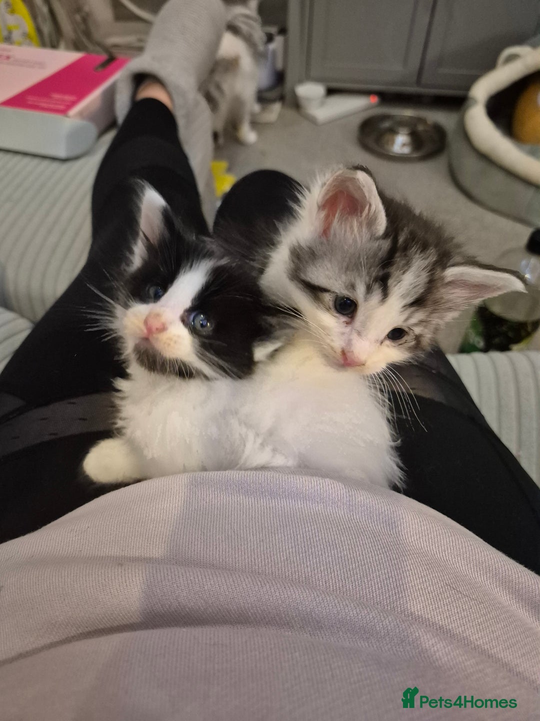 Maine Coon cats for sale: Last little Maine Coon Floof - Advert 7