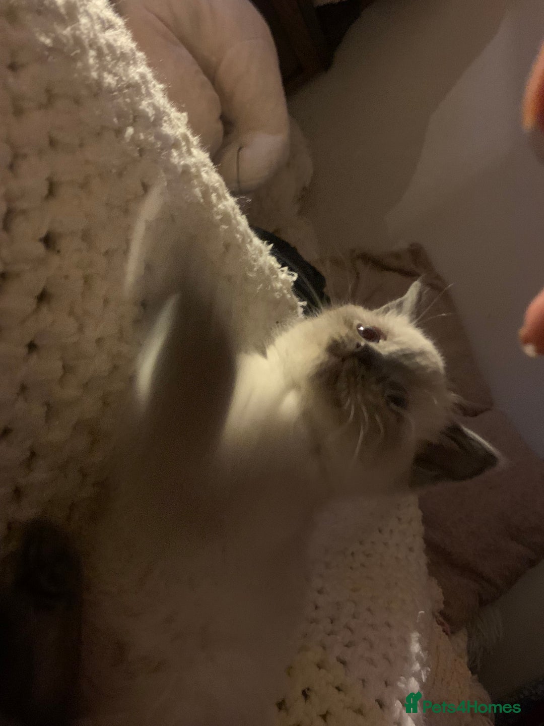 Persian cats for sale: cute 9wk old adorable bundle of joy Persian kitten - Advert 7