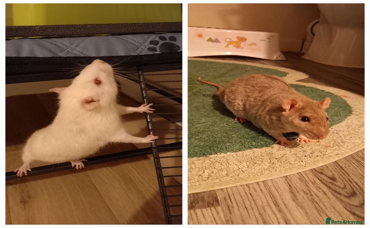 Rat rodents - Advert 13