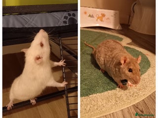 Rat rodents - Advert 2