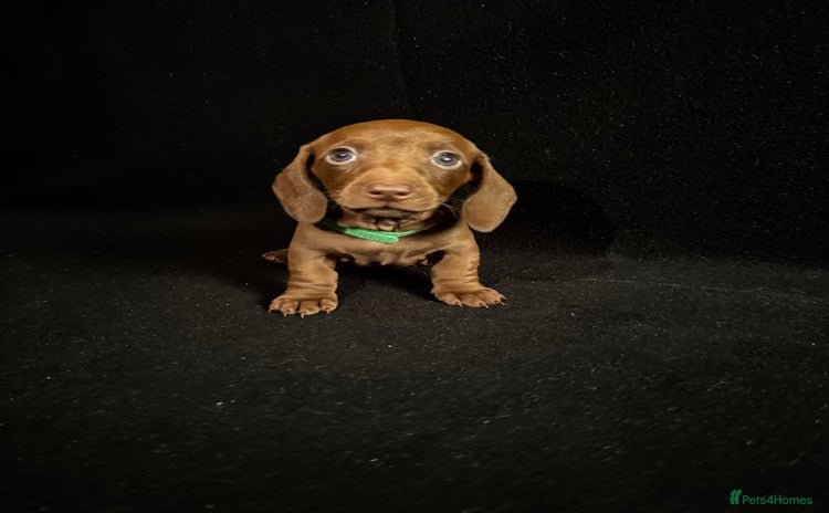 Dachshund dogs - Advert 11