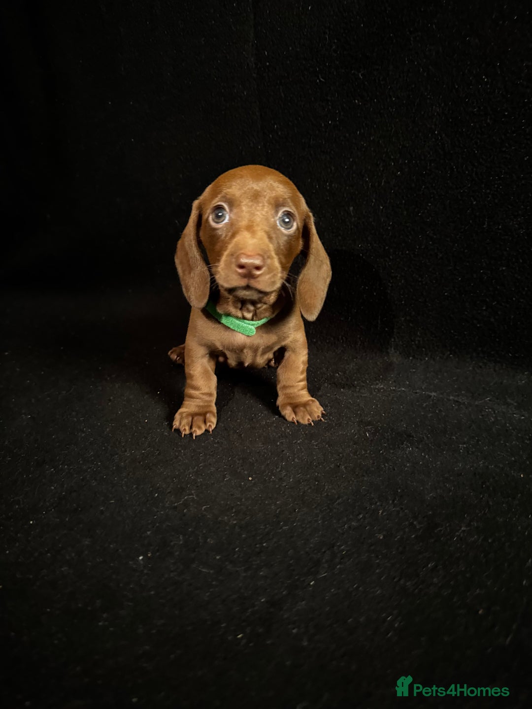 Dachshund dogs for sale: Miniature Dachshund Puppies  - Image 1