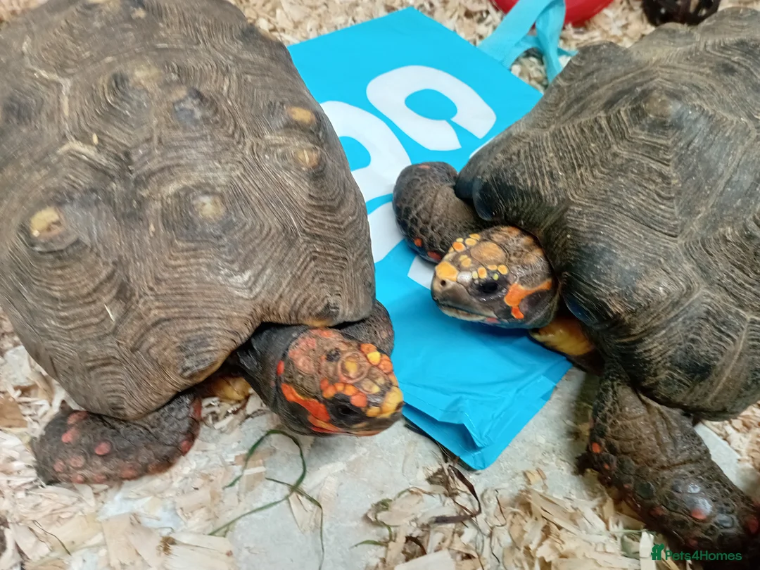 Tortoise reptiles for sale: Cherry headed red footed tortioses - Advert 2