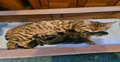 Bengal cats Kittens x bengal ready to leave  - Advert 6