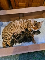 Bengal cats Kittens x bengal ready to leave - Advert 12