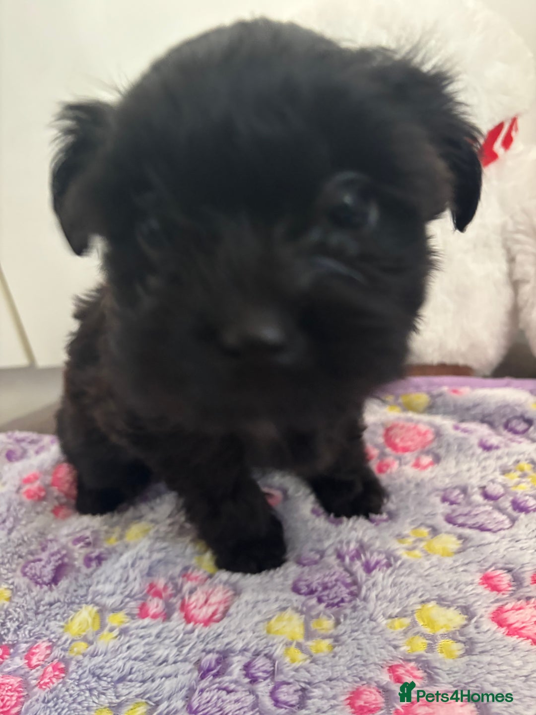 Mixed Breed dogs for sale: Lovely little shipoo pups  - Advert 12