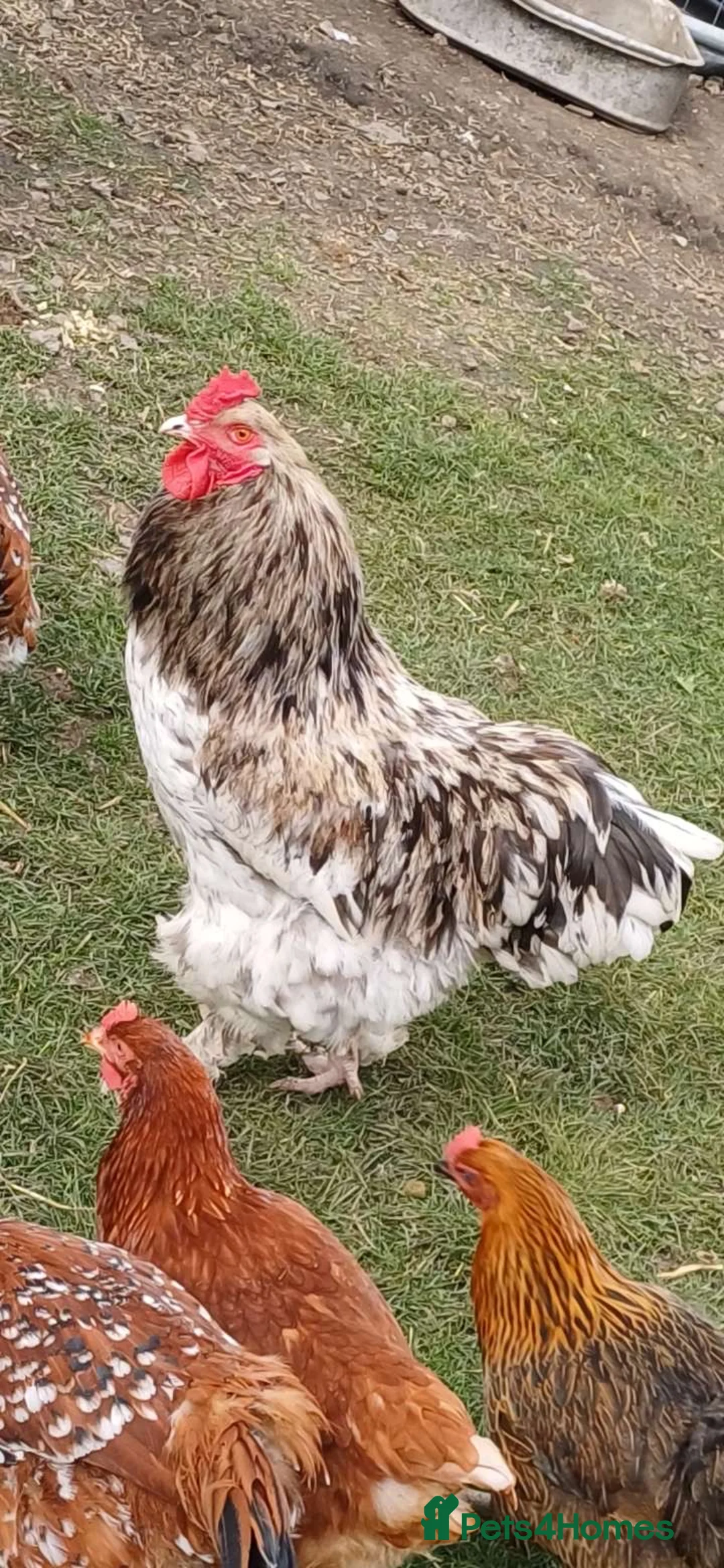Chickens poultry for sale: Brahma cockerel  - Advert 2
