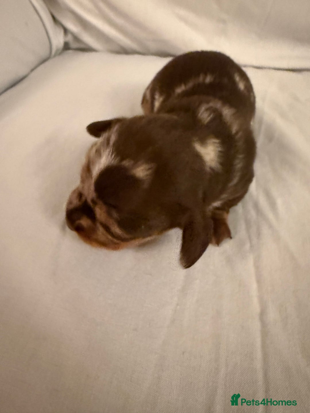 Dachshund dogs for sale: Miniature Dachshund puppies for sale - Advert 20