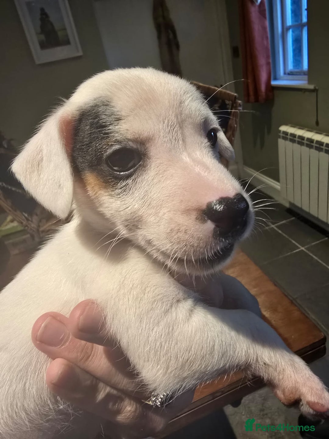 Jack Russell dogs for sale: Jack Russell puppies  - Advert 8