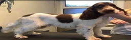 Cocker Spaniel dogs for sale: KC reg twin show spaniels  - Advert 6