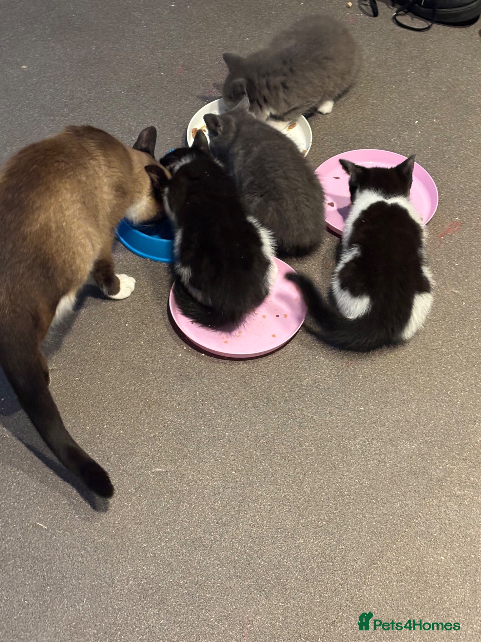 Mixed Breed cats Beautiful mixed breed seal point ragdoll mix  - Advert 4