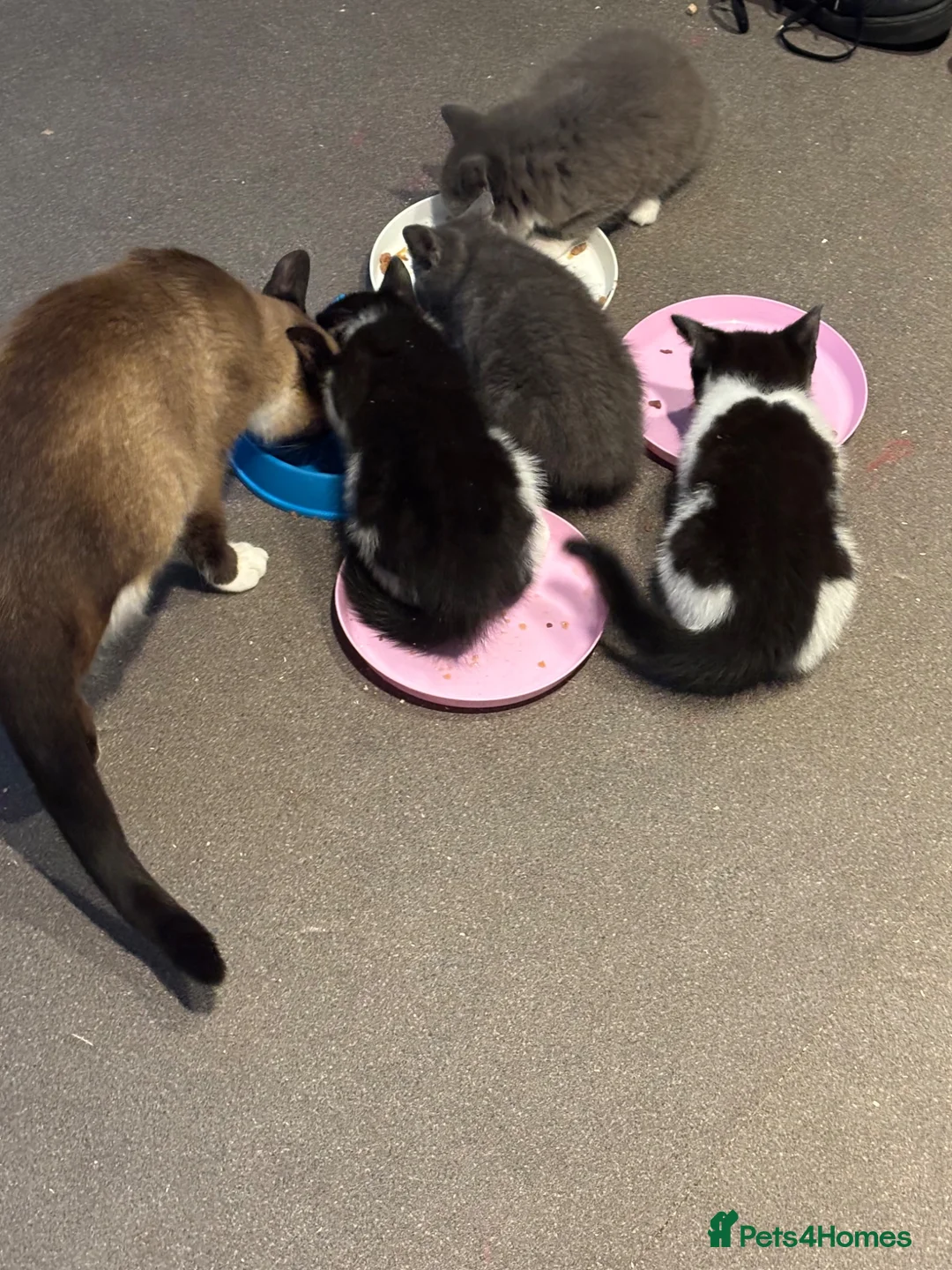 Mixed Breed cats for sale: Beautiful mixed breed seal point ragdoll mix  - Advert 1