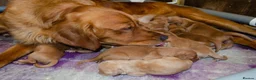 Golden Retriever dogs for sale: KC 𝑫𝒂𝒓𝒌 𝑹𝒆𝒕𝒓𝒊𝒆𝒗𝒆𝒓 𝑷𝒖𝒑𝒑𝒊𝒆𝒔 - Advert 10