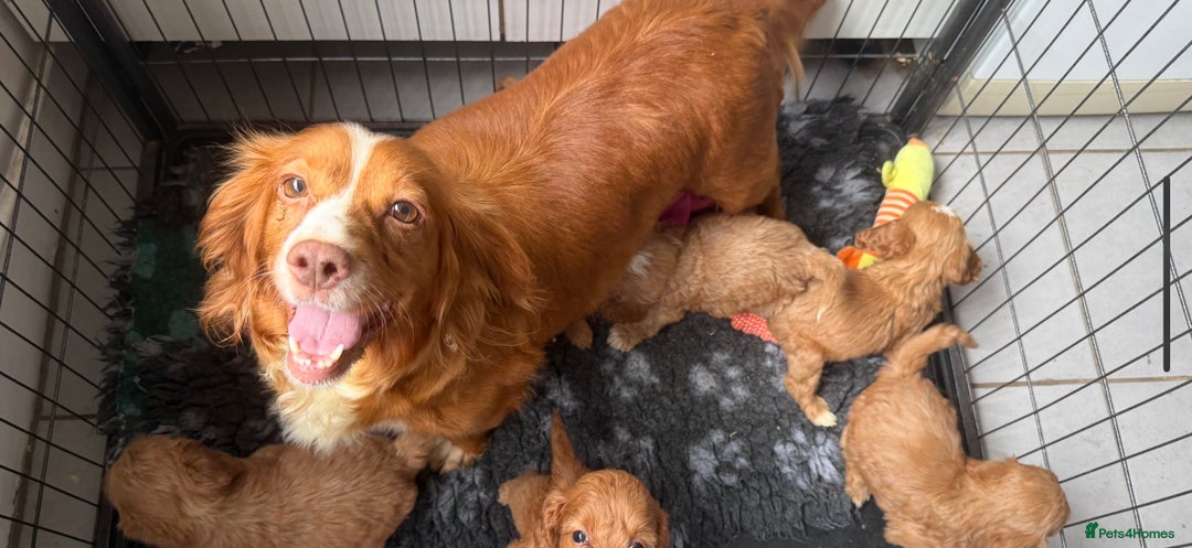 Cockapoo dogs for sale: STUNNING RED F1 COCKAPOO PUPPIES - Image 14