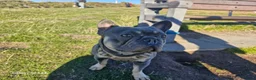 French Bulldog dogs for stud: Stunning French Bulldog For Stud - Advert 6